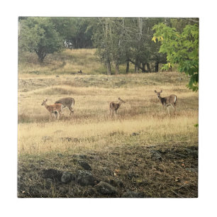 Mule Deer in a Field, Joseph, Oregon Fliese
