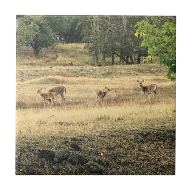 Mule Deer in a Field, Joseph, Oregon Fliese (Vorderseite)