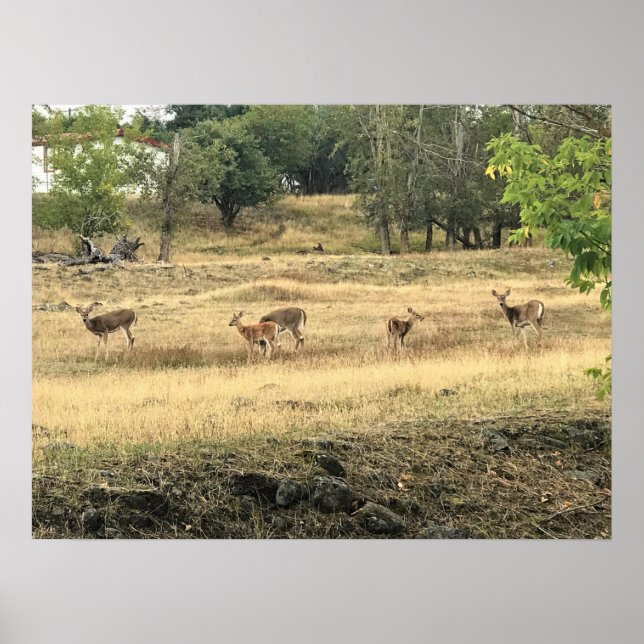 Mule Deer in a Field, Joseph, Oregon Poster (Vorne)
