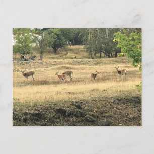 Mule Deer in a Field, Joseph, Oregon Postkarte