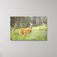 Mule Deer (Odocoileus hemionus) auf Wiese