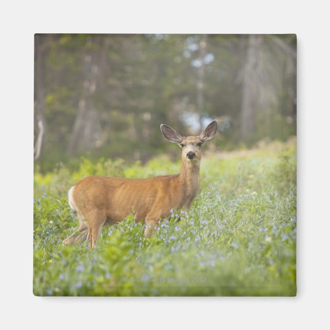 Mule Deer (Odocoileus hemionus) auf Wiese Magnet (Vorne)