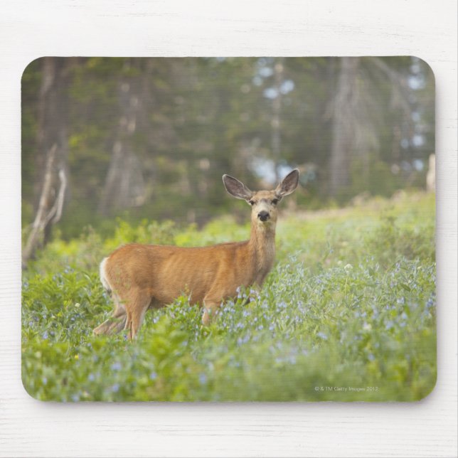 Mule Deer (Odocoileus hemionus) auf Wiese Mousepad (Vorne)