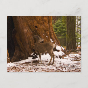 Mule Deer Postcard Postkarte