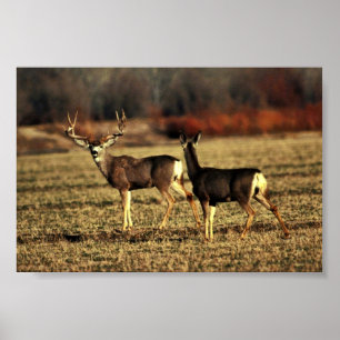 Mule Deer Poster