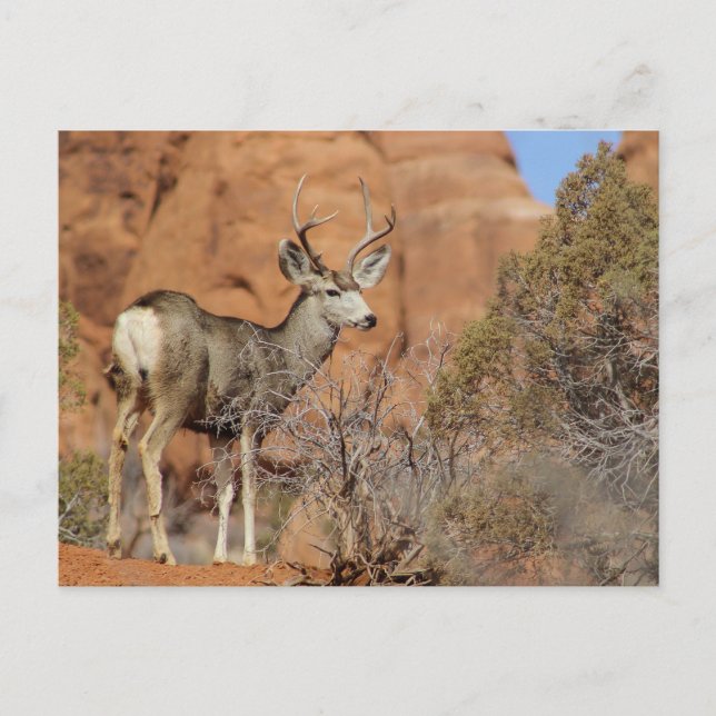 Mule Deer Postkarte (Vorderseite)