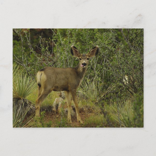 Mule Deer Raspberry Postcard Postkarte (Vorderseite)