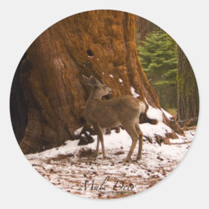 Mule Deer Sticker