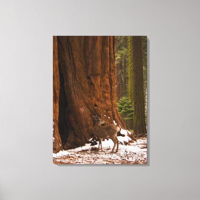 Mule Deer Wrapped Canvas Leinwanddruck (Vorderseite)