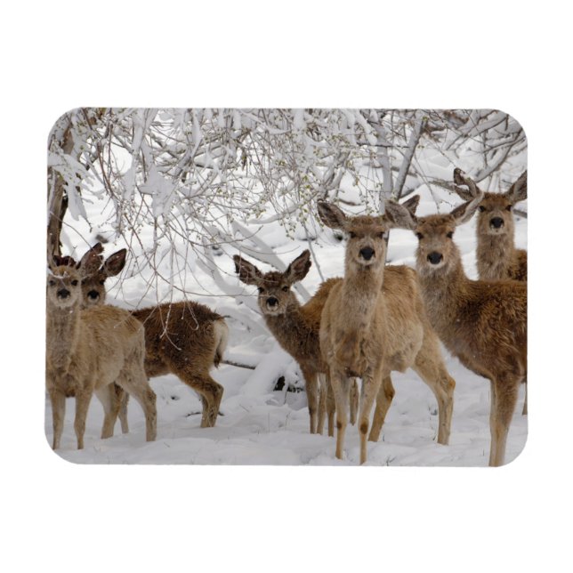 Mule Deer Wyoming Magnet (Horizontal)