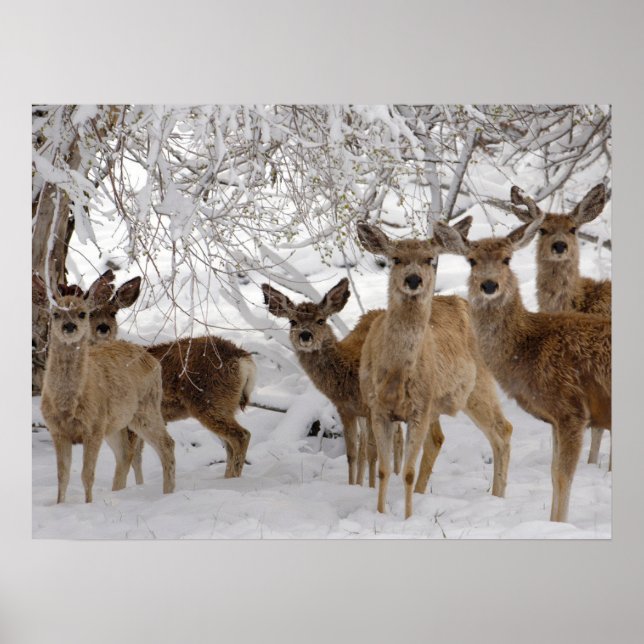 Mule Deer Wyoming Poster (Vorne)