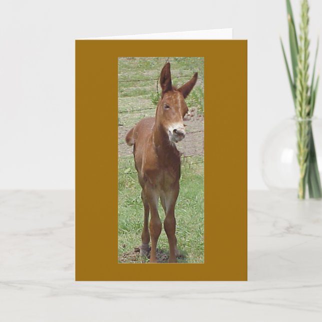 Mule Greeting Card Karte (Vorderseite)