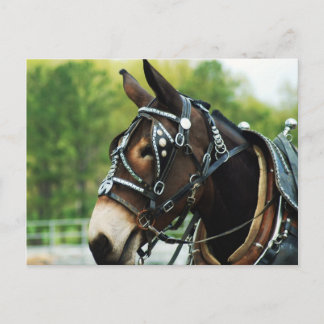 Mule Head Postkarte