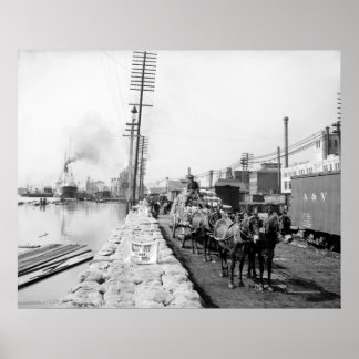 Mule Teams auf der Ebene, New Orleans: 1903 Poster