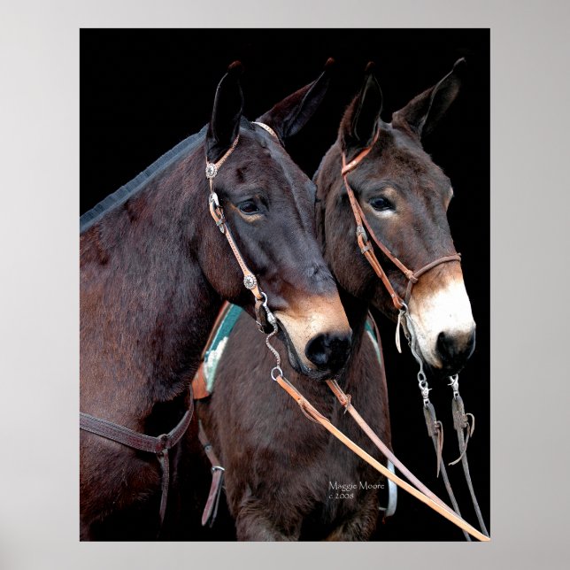 Mule Twosome Poster (Vorne)