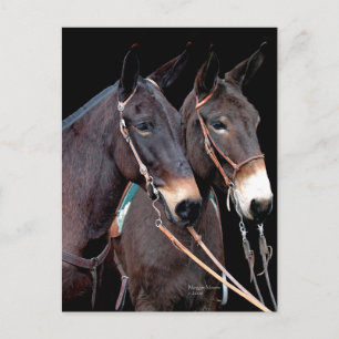 Mule Twosome Postkarte
