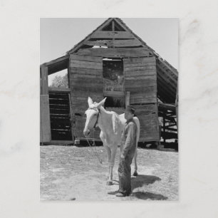 Mule von Pächter Bauer, 1930er Postkarte