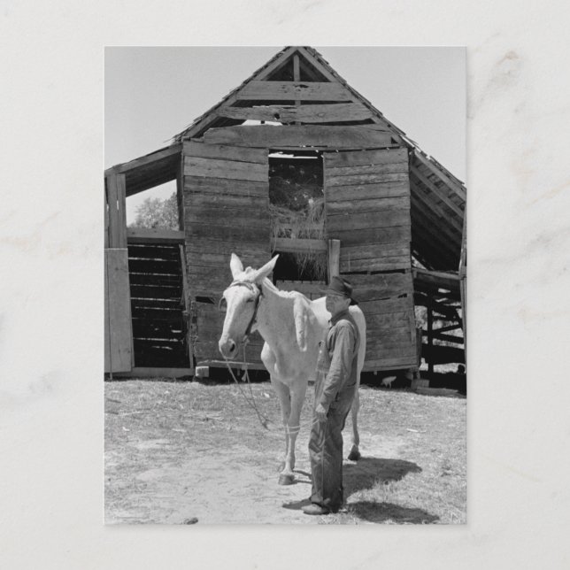 Mule von Pächter Bauer, 1930er Postkarte (Vorderseite)