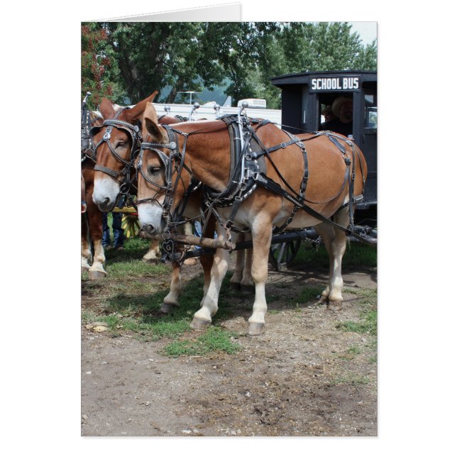 Mules im Rahmen des Landwirtschaftsfestivals von I (Vorne)