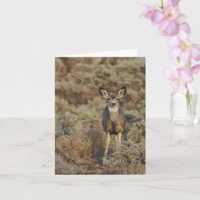 Muley in the Sage - 4" x 5.6" Notecard Karte (Orchidee)