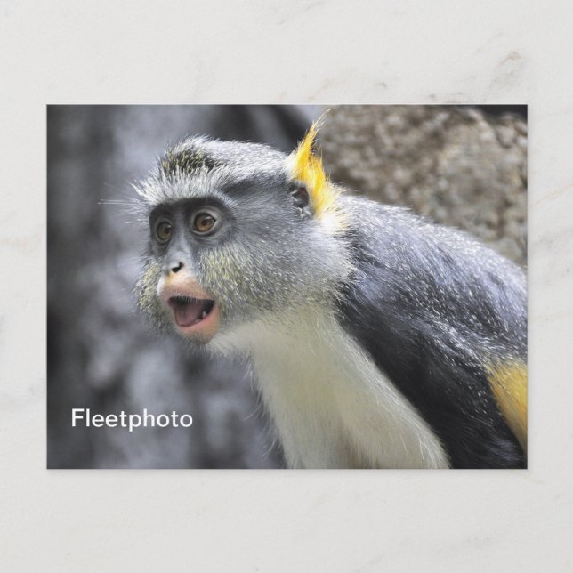 Muli-farbiger Wolf-Affe Postkarte (Vorderseite)