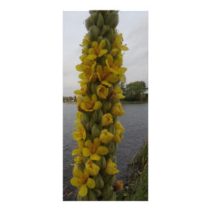 Mullein Blume Lesezeichen Werbekarte