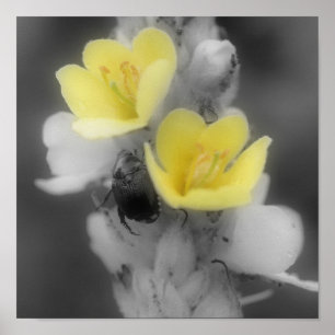 Mullein-Blume mit Käfer-Teilfarbe Poster