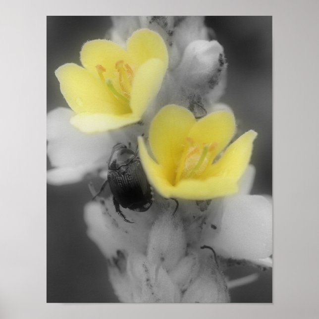 Mullein-Blume mit Käfer-Teilfarbe Poster (Vorne)