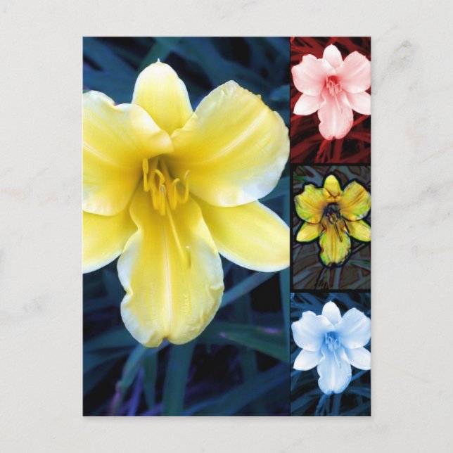 Multi-Blume - florale Postkarte (Vorderseite)