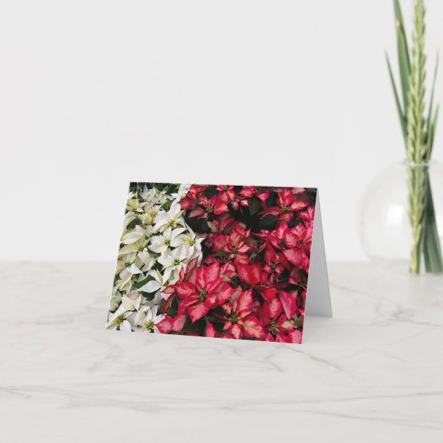 Multi Color Pointsettias   Dankeskarte (Vorderseite)