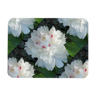 Multi Wertvoll Peony Flexible Magnet