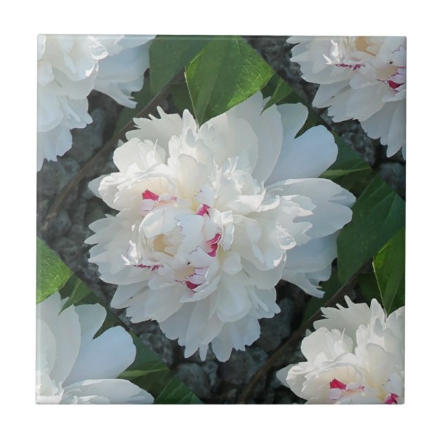Multi Wertvoll Peony Tile Fliese (Vorderseite)