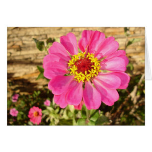 Multicolor Bloom