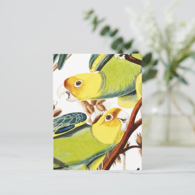 Multicolor-Gelbgelber Papageienvogel postc Postkarte (Stehend Vorderseite)