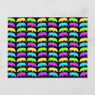 Multicolor Hogs Postcard Postkarte