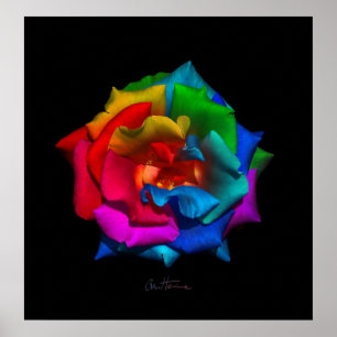 Multicolor-Rose Poster
