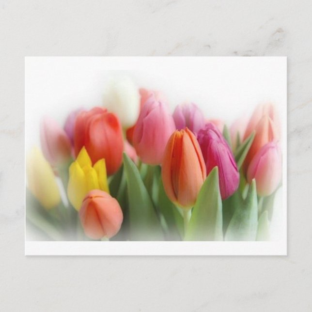 Multicolortulips Postkarte (Vorderseite)