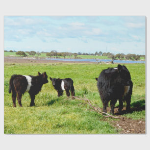 Mummy- und Baby-Galloway-Kuh, Geschenkpapier