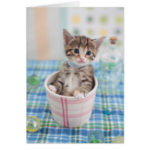 Munchkin Kätzchen mit hübschem Band