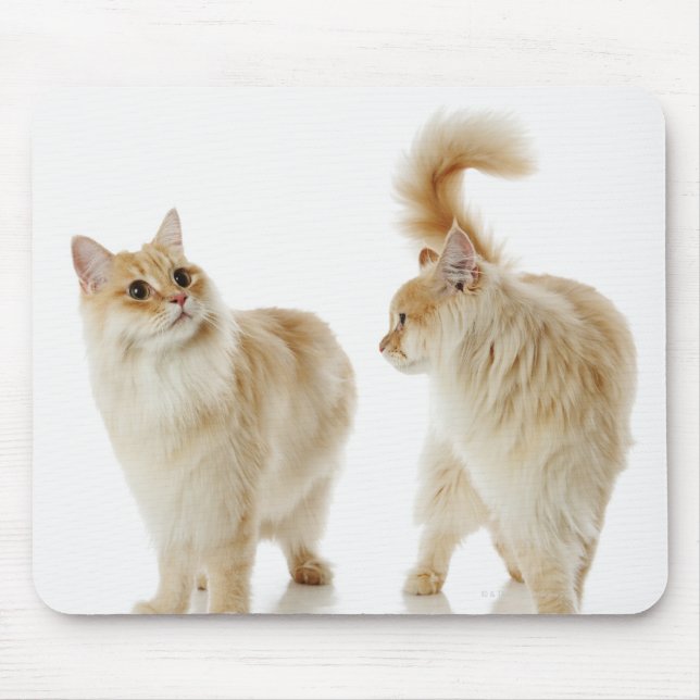 Munchkin-Katzen Mousepad (Vorne)