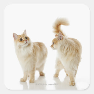 Munchkin Katzen Quadratischer Aufkleber