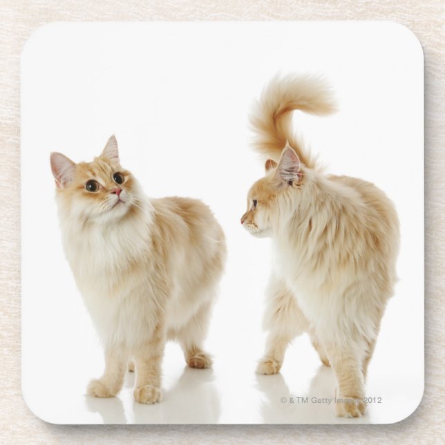 Munchkin Katzen Untersetzer (Vorderseite)