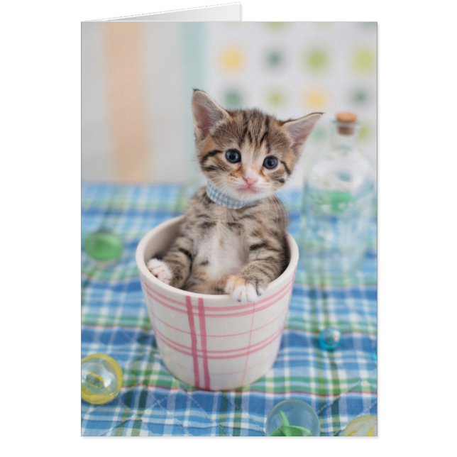 Munchkin Kitten mit Hübschem Band (Vorne)