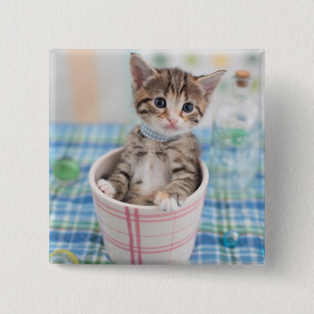 Munchkin Kitten mit Hübschem Band Button (Vorderseite)