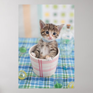 Munchkin Kitten mit Hübschem Band Poster