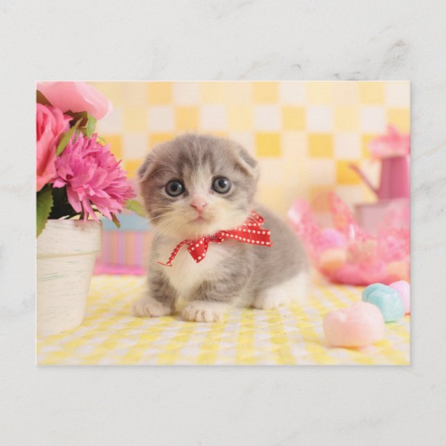 Munchkin Kitten Postkarte (Vorderseite)