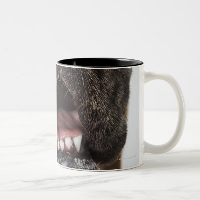 Mund der Deutscher Dogge, Nahaufnahme Zweifarbige Tasse (Rechts)