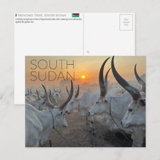 Mundari-Rinder, Südsudan Reise-Postkarte Postkarte