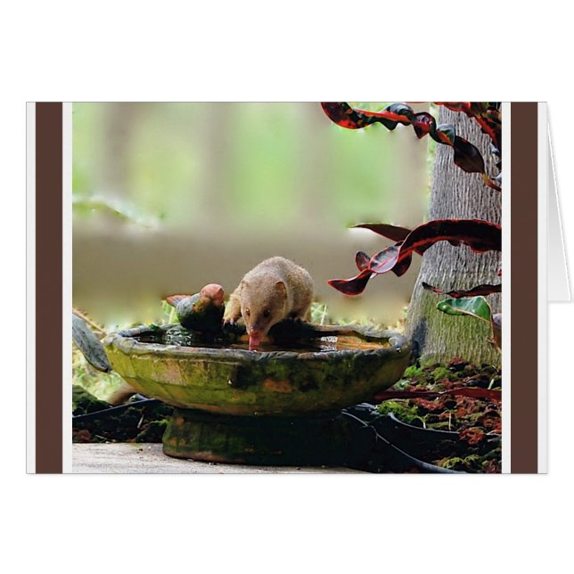 Mungo-Bewässerungs-Loch-wild lebende Tiere (Vorderseite (Horizontal))