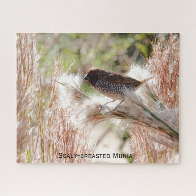 Munia mit Scaly-Brüste; Bird Lover's Puzzle (Horizontal)
